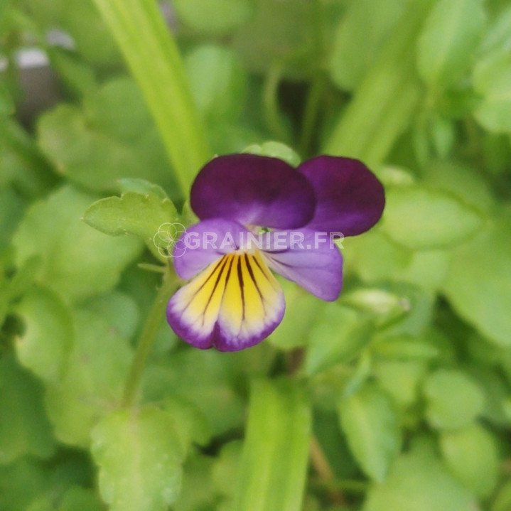 Pensée sauvage, Viola tricolor 50 graines image